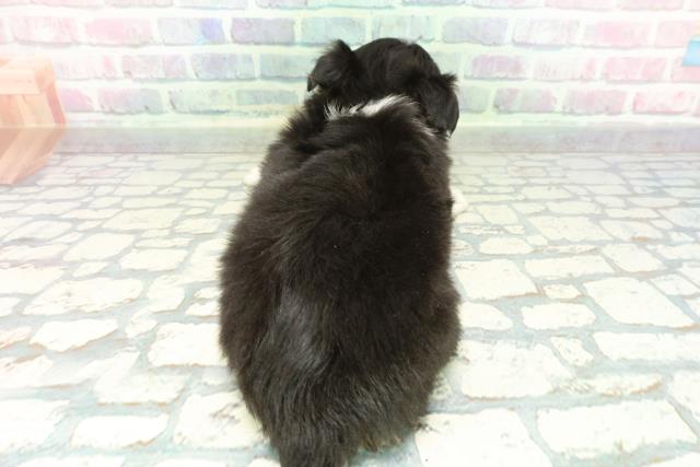 東京都のチワワ(ロング) (Coo&RIKU赤坂店/2026年1月9日生まれ/男の子/ブラックタンホワイト)の子犬の4枚目の画像