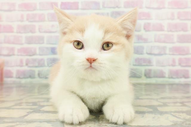 東京都のブリティッシュショートヘアー (Coo&RIKU阿佐ヶ谷店/2026年1月11日生まれ/男の子/クリームホワイト)の子猫の1枚目の画像