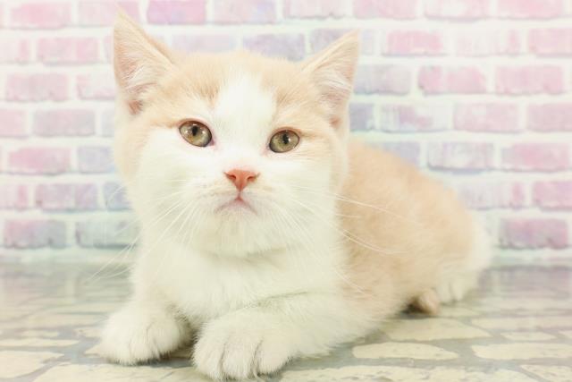 東京都のブリティッシュショートヘアー (Coo&RIKU阿佐ヶ谷店/2026年1月11日生まれ/男の子/クリームホワイト)の子猫の2枚目の画像