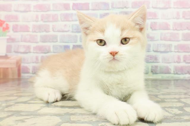 東京都のブリティッシュショートヘアー (Coo&RIKU阿佐ヶ谷店/2026年1月11日生まれ/男の子/クリームホワイト)の子猫の3枚目の画像