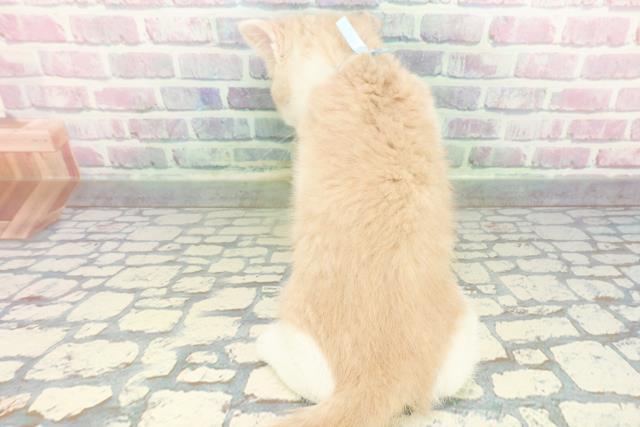 東京都のブリティッシュショートヘアー (Coo&RIKU阿佐ヶ谷店/2026年1月11日生まれ/男の子/クリームホワイト)の子猫の4枚目の画像