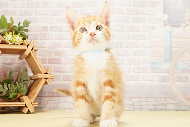 アメリカンカール