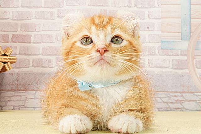 アメリカンカール