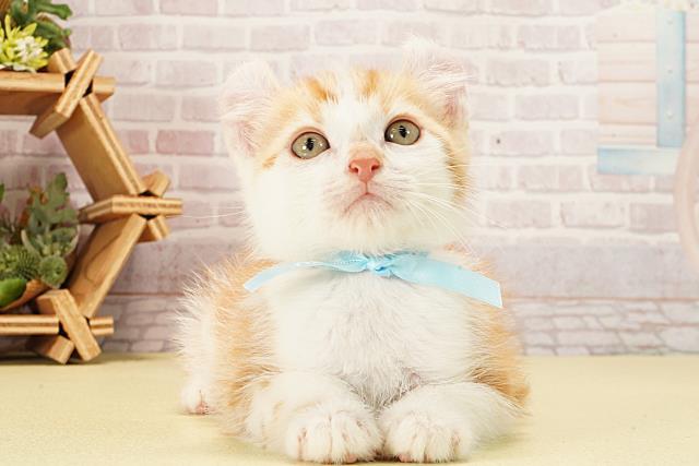 静岡県のアメリカンカール (Coo&RIKU藤枝店/2026年1月13日生まれ/男の子/レッドタビーホワイト)の子猫の1枚目の画像