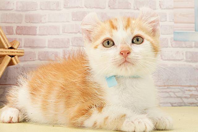 静岡県のアメリカンカール (Coo&RIKU藤枝店/2026年1月13日生まれ/男の子/レッドタビーホワイト)の子猫の2枚目の画像