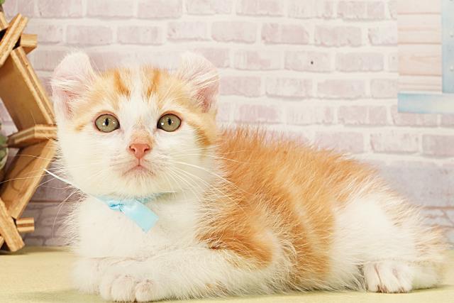 静岡県のアメリカンカール (Coo&RIKU藤枝店/2026年1月13日生まれ/男の子/レッドタビーホワイト)の子猫の3枚目の画像