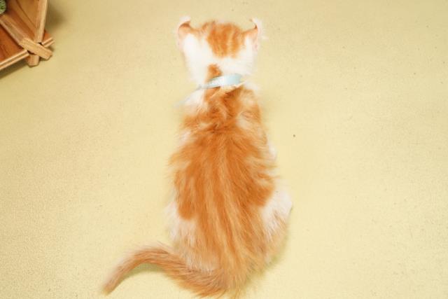 静岡県のアメリカンカール (Coo&RIKU藤枝店/2026年1月13日生まれ/男の子/レッドタビーホワイト)の子猫の4枚目の画像