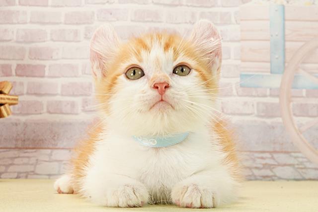 アメリカンカール