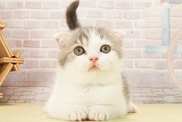 静岡県のスコティッシュフォールド (Coo&RIKU沼津店/2026年1月4日生まれ/男の子/ブルータビーホワイト)の子猫