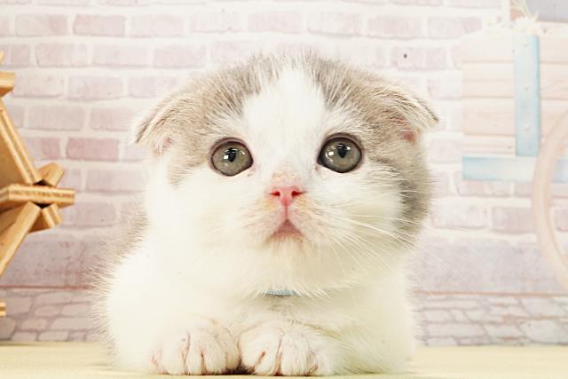 静岡県のスコティッシュフォールド (Coo&RIKU藤枝店/2026年1月4日生まれ/男の子/ブルータビーホワイト)の子猫の1枚目の画像
