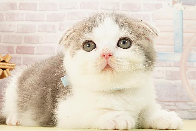 静岡県のスコティッシュフォールド (Coo&RIKU藤枝店/2026年1月4日生まれ/男の子/ブルータビーホワイト)の子猫の2枚目の画像