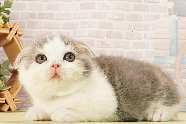 静岡県のスコティッシュフォールド (Coo&RIKU藤枝店/2026年1月4日生まれ/男の子/ブルータビーホワイト)の子猫の3枚目の画像