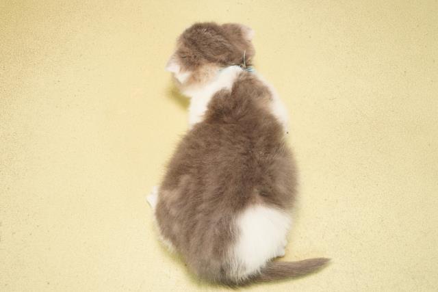 静岡県のスコティッシュフォールド (Coo&RIKU藤枝店/2026年1月4日生まれ/男の子/ブルータビーホワイト)の子猫の4枚目の画像