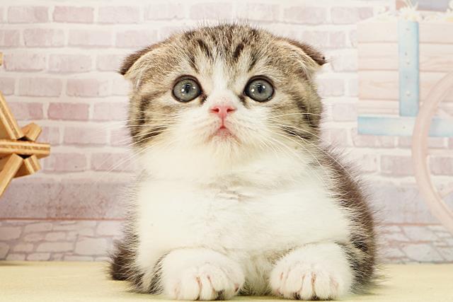 スコティッシュフォールド