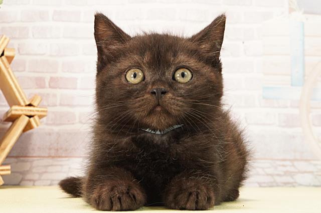 愛知県のスコティッシュフォールド (Coo&RIKU名古屋みなと店/2026年1月4日生まれ/男の子/ブラックスモーク)の子猫の1枚目の画像