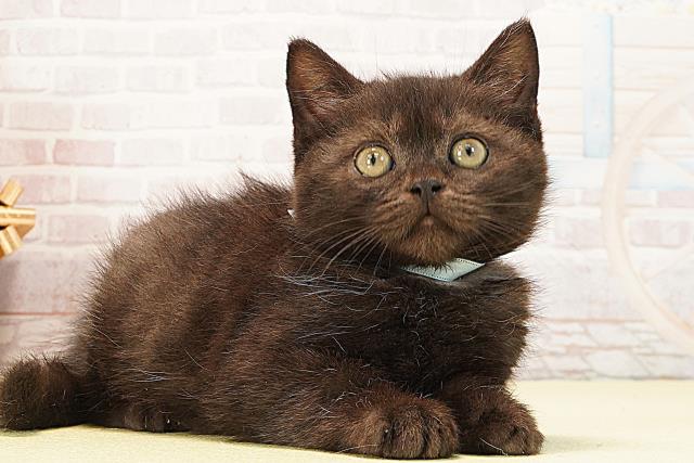 愛知県のスコティッシュフォールド (Coo&RIKU名古屋みなと店/2026年1月4日生まれ/男の子/ブラックスモーク)の子猫の2枚目の画像