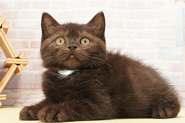 愛知県のスコティッシュフォールド (Coo&RIKU名古屋みなと店/2026年1月4日生まれ/男の子/ブラックスモーク)の子猫の3枚目の画像