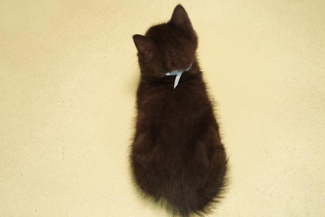 愛知県のスコティッシュフォールド (Coo&RIKU名古屋みなと店/2026年1月4日生まれ/男の子/ブラックスモーク)の子猫の4枚目の画像