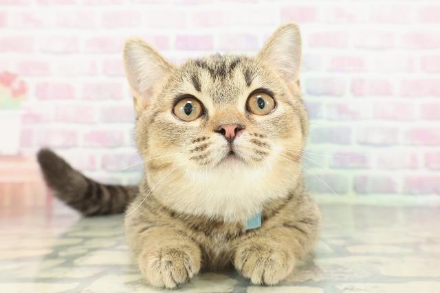 茨城県のマンチカン (Coo&RIKU日立店/2025年11月1日生まれ/男の子/ブラウンティックドタビー)の子猫の1枚目の画像