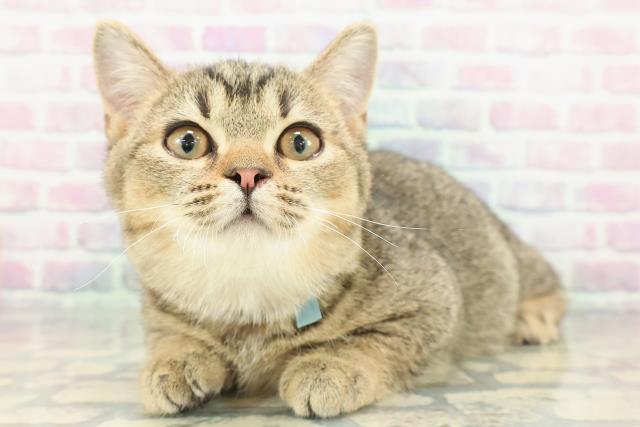 茨城県のマンチカン (Coo&RIKU日立店/2025年11月1日生まれ/男の子/ブラウンティックドタビー)の子猫の2枚目の画像