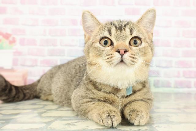 茨城県のマンチカン (Coo&RIKU日立店/2025年11月1日生まれ/男の子/ブラウンティックドタビー)の子猫の3枚目の画像