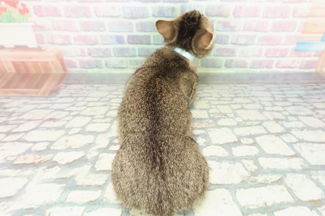 茨城県のマンチカン (Coo&RIKU日立店/2025年11月1日生まれ/男の子/ブラウンティックドタビー)の子猫の4枚目の画像