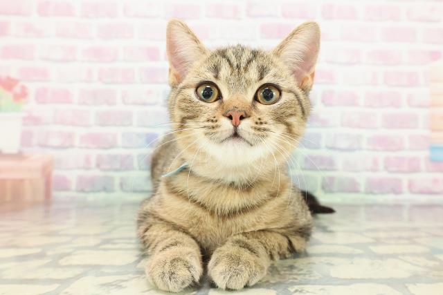 茨城県のマンチカン (Coo&RIKU牛久店/2025年11月1日生まれ/男の子/ブラウンタビー)の子猫の1枚目の画像