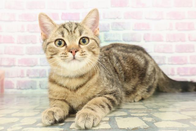 茨城県のマンチカン (Coo&RIKU牛久店/2025年11月1日生まれ/男の子/ブラウンタビー)の子猫の2枚目の画像