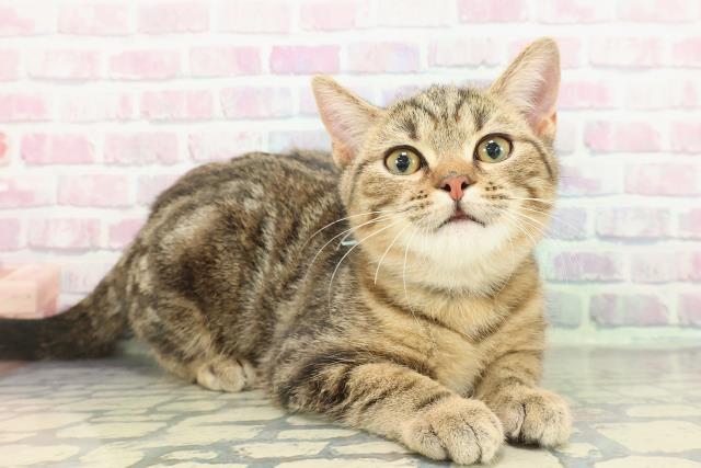 茨城県のマンチカン (Coo&RIKU牛久店/2025年11月1日生まれ/男の子/ブラウンタビー)の子猫の3枚目の画像