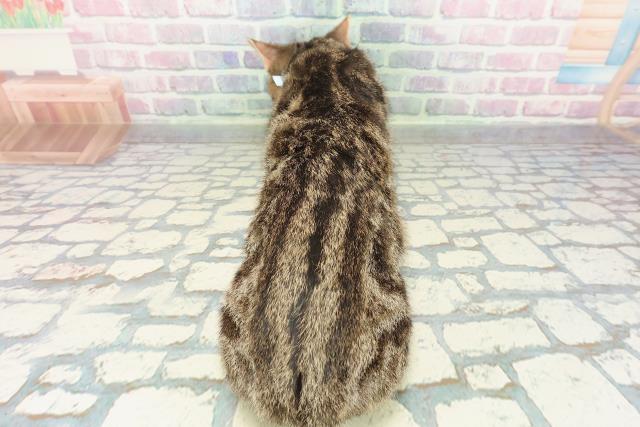 茨城県のマンチカン (Coo&RIKU牛久店/2025年11月1日生まれ/男の子/ブラウンタビー)の子猫の4枚目の画像