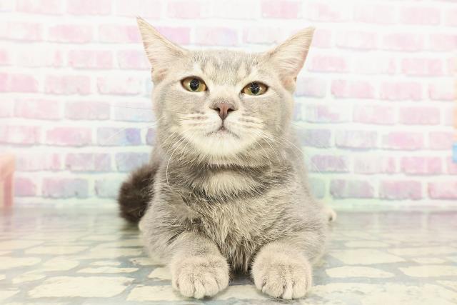 茨城県のマンチカン (Coo&RIKU石岡店/2025年9月15日生まれ/女の子/ブルータビー)の子猫