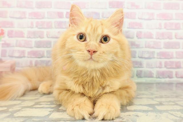 東京都のサイベリアン (Coo&RIKU足立本店/2025年10月2日生まれ/女の子/レッドタビー)の子猫