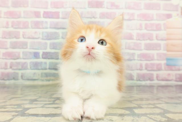 千葉県のメインクーン (Coo&RIKU南柏店/2026年1月12日生まれ/男の子/レッドタビーホワイト)の子猫の1枚目の画像