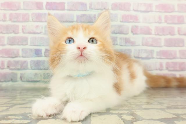 千葉県のメインクーン (Coo&RIKU南柏店/2026年1月12日生まれ/男の子/レッドタビーホワイト)の子猫の2枚目の画像