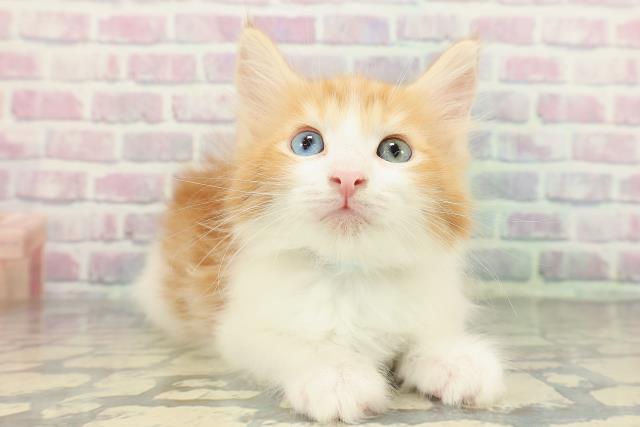 千葉県のメインクーン (Coo&RIKU南柏店/2026年1月12日生まれ/男の子/レッドタビーホワイト)の子猫の3枚目の画像