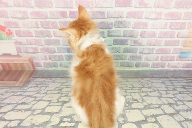 千葉県のメインクーン (Coo&RIKU南柏店/2026年1月12日生まれ/男の子/レッドタビーホワイト)の子猫の4枚目の画像