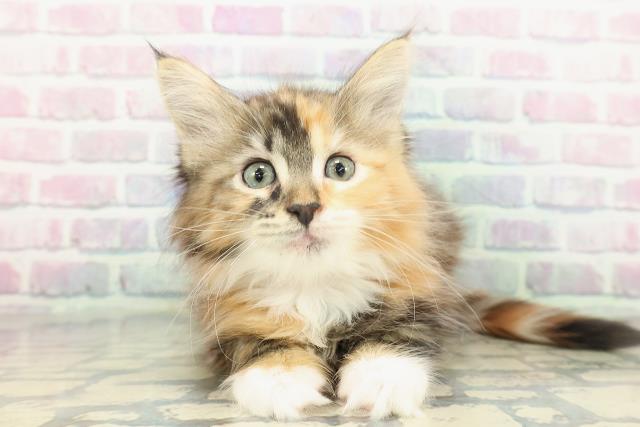 東京都のメインクーン (Coo&RIKU八王子西店/2026年1月12日生まれ/女の子/ブラウンパッチドタビーホワイト)の子猫