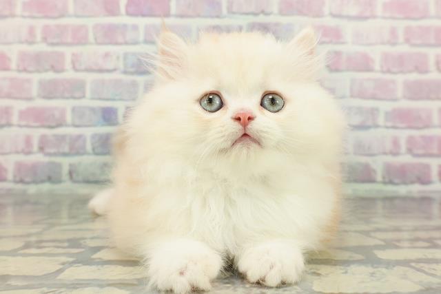 ミヌエット（長足）