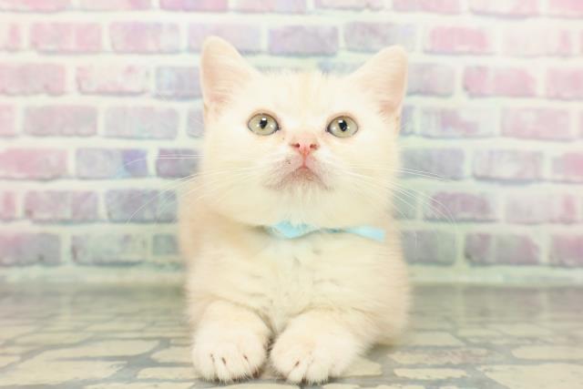 アメリカンショートヘアー