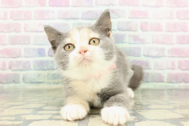茨城県のブリティッシュショートヘアー (Coo&RIKU牛久店/2025年12月26日生まれ/女の子/ダイリュートキャリコ)の子猫