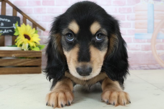 ミニチュア・ダックスフンド