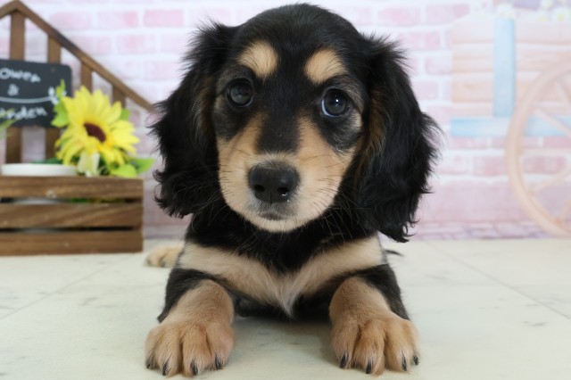 福岡県のミニチュアダックスフンド(ロング) (Coo&RIKU久留米店/2026年1月12日生まれ/女の子/ブラックタン)の子犬の1枚目の画像