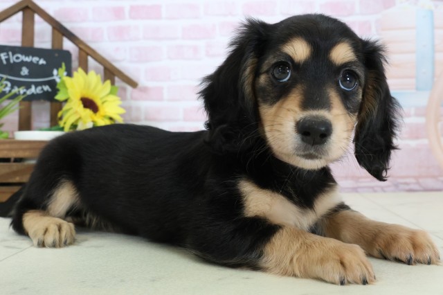 福岡県のミニチュアダックスフンド(ロング) (Coo&RIKU久留米店/2026年1月12日生まれ/女の子/ブラックタン)の子犬の2枚目の画像