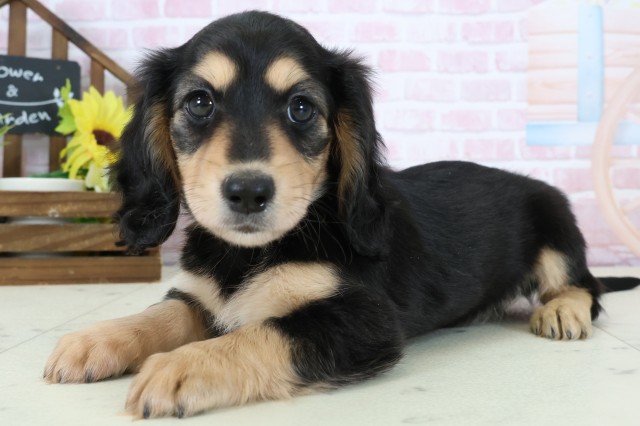 福岡県のミニチュアダックスフンド(ロング) (Coo&RIKU久留米店/2026年1月12日生まれ/女の子/ブラックタン)の子犬の3枚目の画像