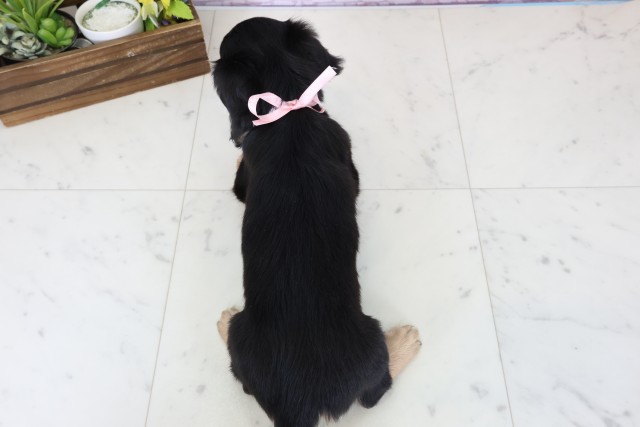 福岡県のミニチュアダックスフンド(ロング) (Coo&RIKU久留米店/2026年1月12日生まれ/女の子/ブラックタン)の子犬の4枚目の画像