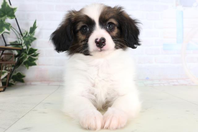 宮崎県のパピヨン (Coo&RIKU宮崎店/2026年1月12日生まれ/男の子/ブラウンホワイト)の子犬の1枚目の画像