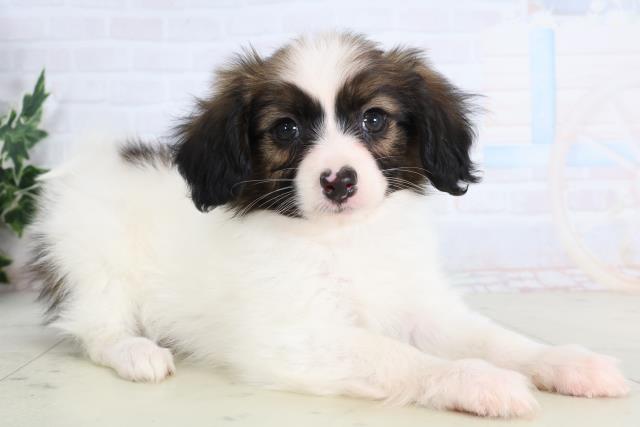 宮崎県のパピヨン (Coo&RIKU宮崎店/2026年1月12日生まれ/男の子/ブラウンホワイト)の子犬の2枚目の画像