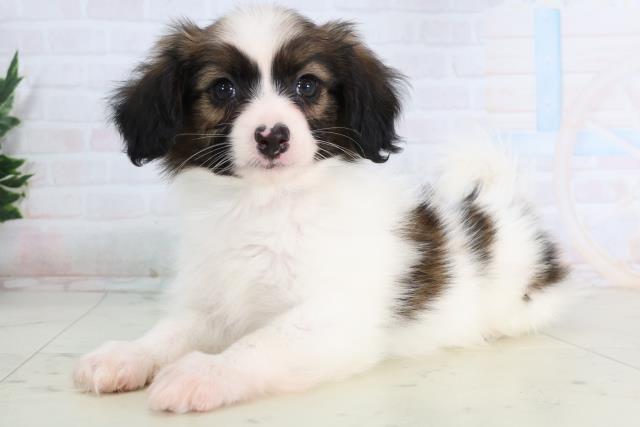 宮崎県のパピヨン (Coo&RIKU宮崎店/2026年1月12日生まれ/男の子/ブラウンホワイト)の子犬の3枚目の画像