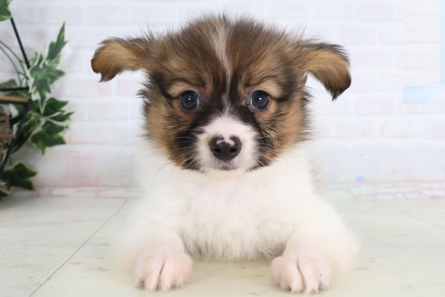 大分県のパピヨン (Coo&RIKU大分店/2026年1月12日生まれ/男の子/ブラウンホワイト)の子犬の1枚目の画像