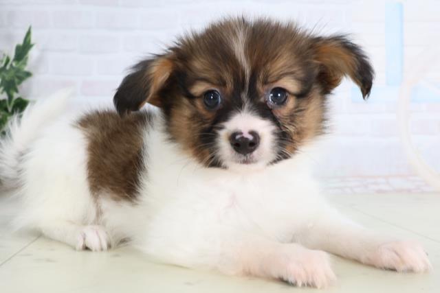 大分県のパピヨン (Coo&RIKU大分店/2026年1月12日生まれ/男の子/ブラウンホワイト)の子犬の2枚目の画像